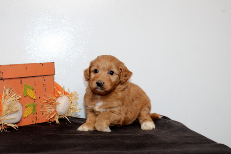 puppy, for, sale, Mini Goldendoodle F2B, Matthew B. Stoltzfus, dog, breeder, Gap, PA, dog-breeder, puppy-for-sale, forsale, nearby, find, puppyfind, locator, puppylocator, aca